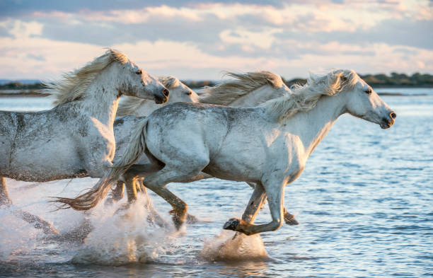 New Years' Resolution: Learning to Run with the Horses